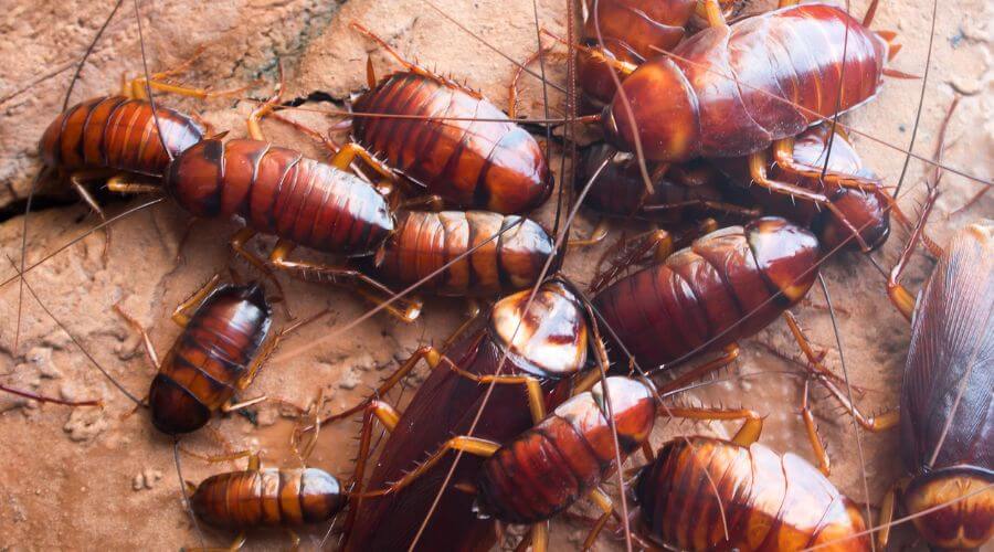 Professional german roach extermination homestead fl services in Homestead - Homestead Pest Control Pros